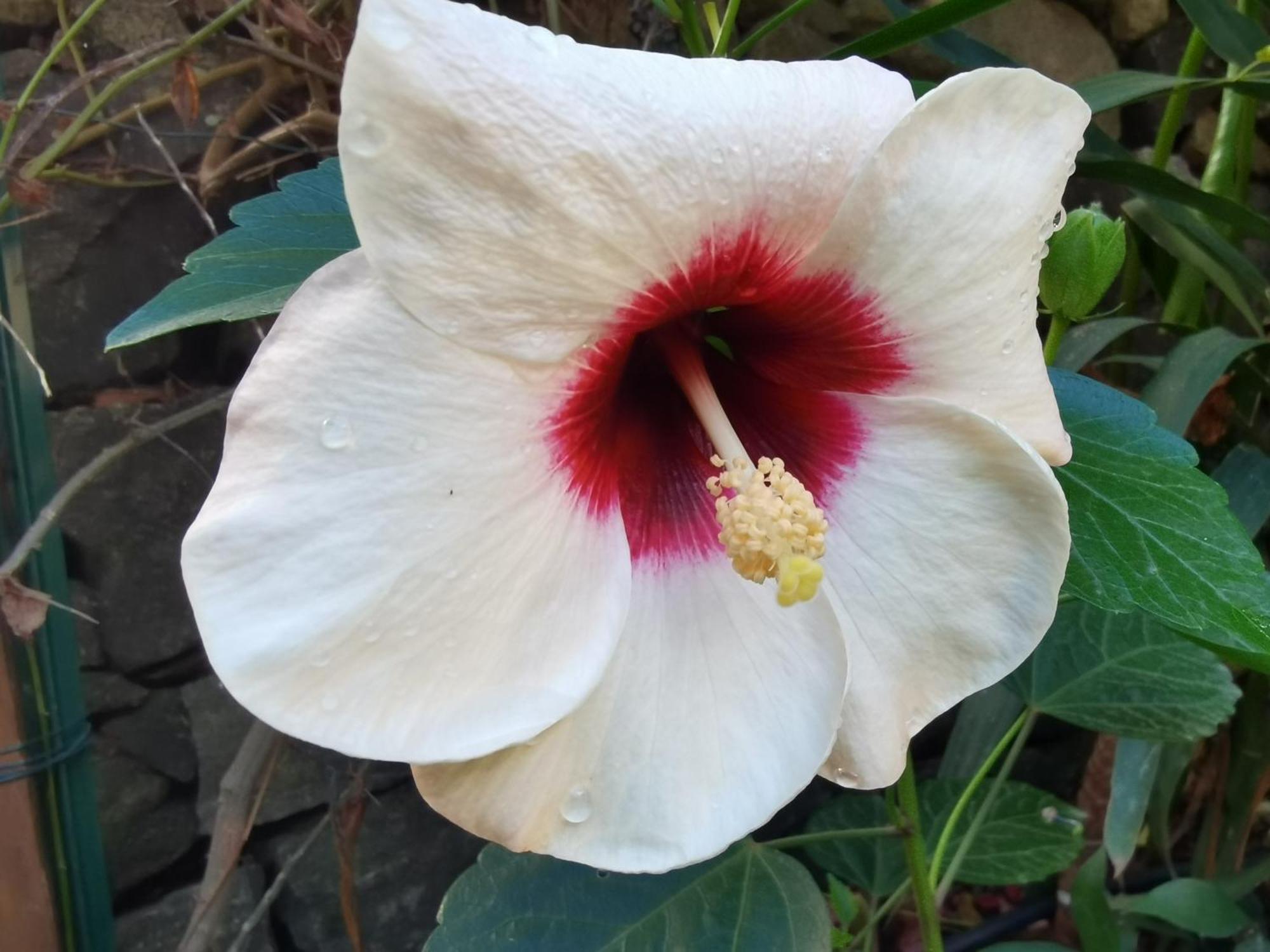 Il Giardino Di Tatiana Rooms & Breakfast La Maddalena  Room photo