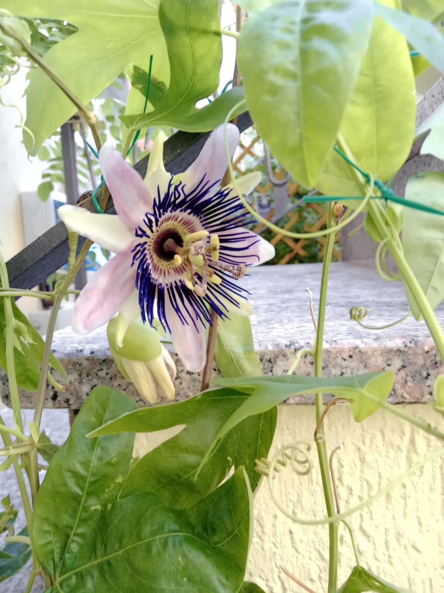 Il Giardino Di Tatiana Rooms & Breakfast La Maddalena  Room photo