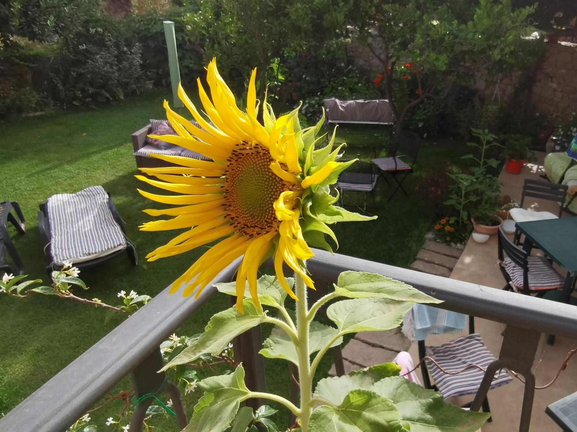 Il Giardino Di Tatiana Rooms & Breakfast La Maddalena  Room photo