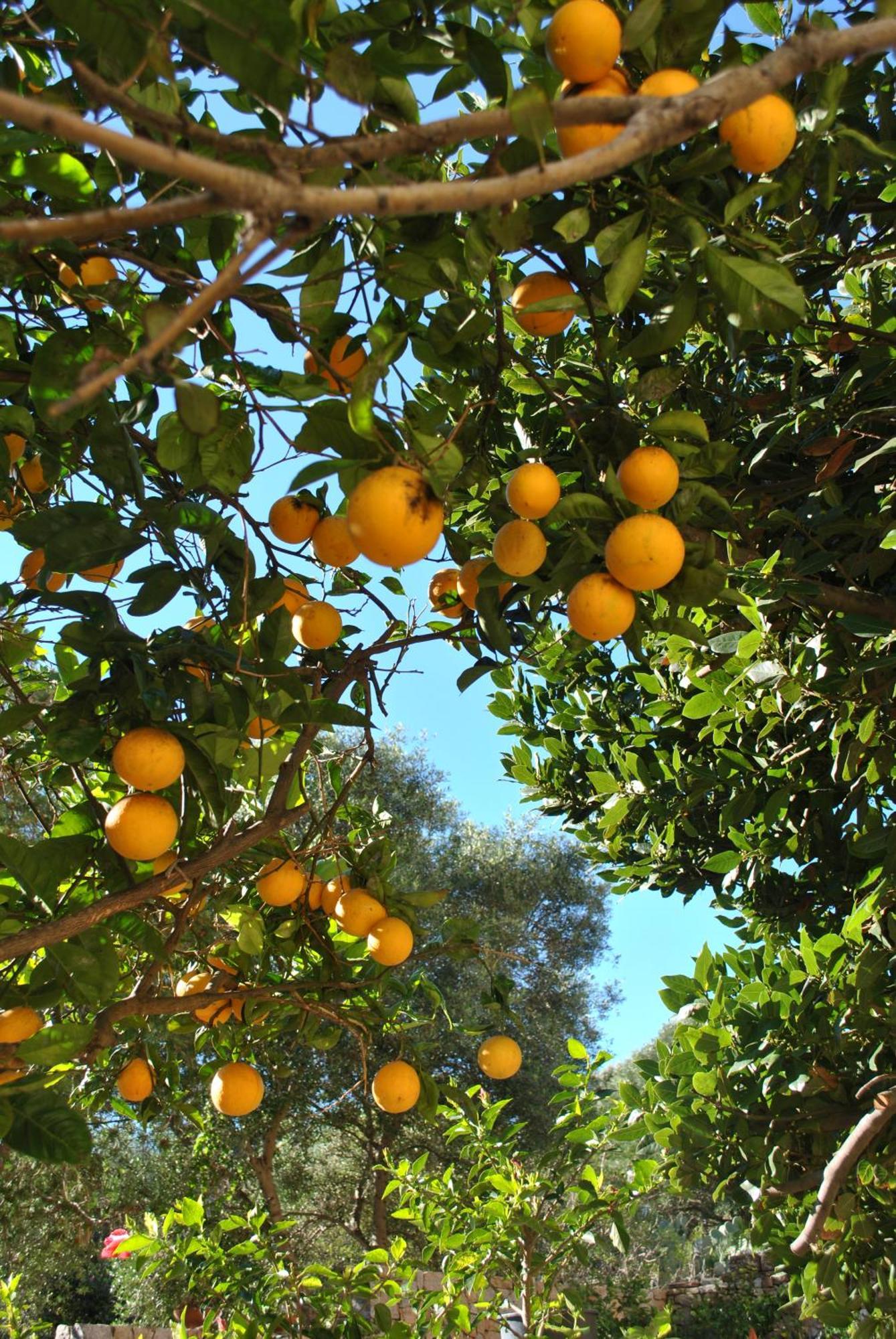 Il Giardino Di Tatiana Rooms & Breakfast La Maddalena  Room photo